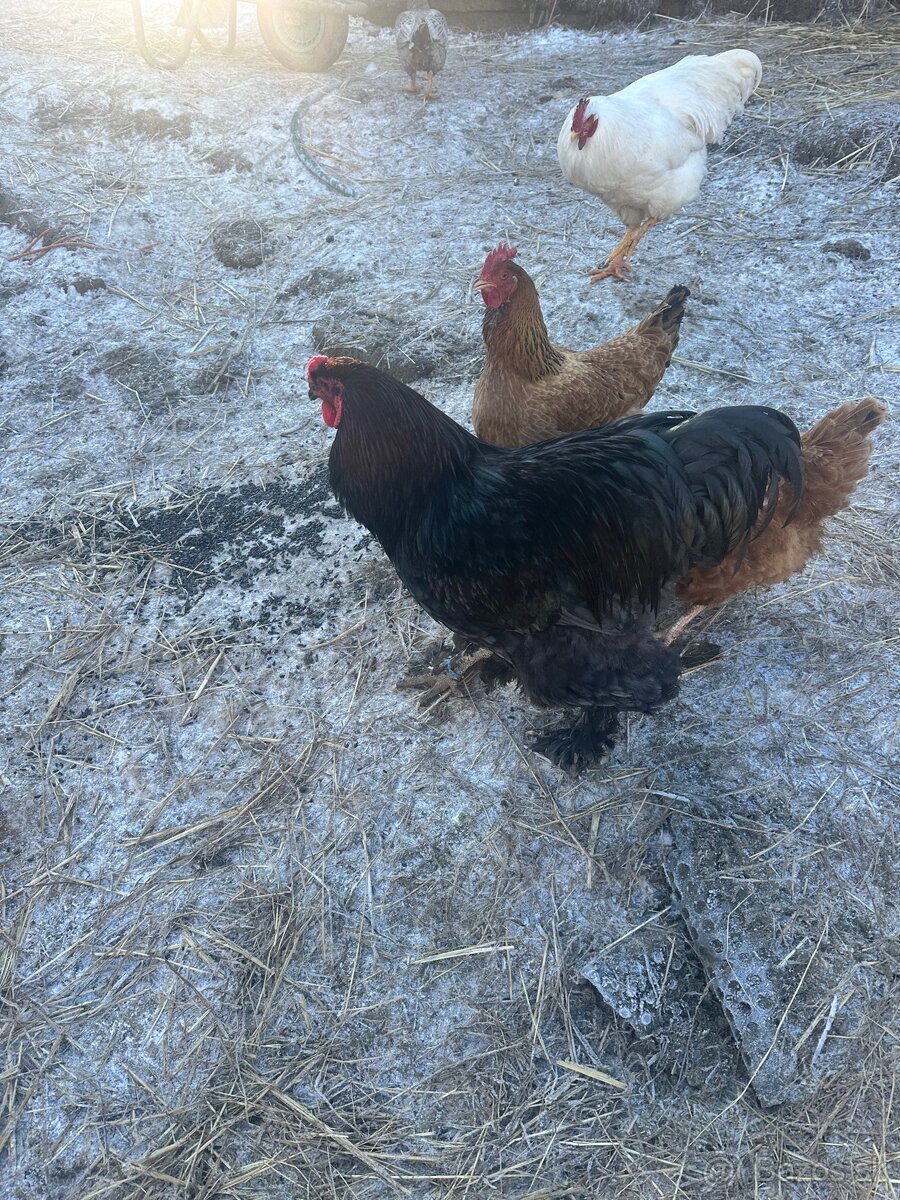 Brahmanka kohút - 2