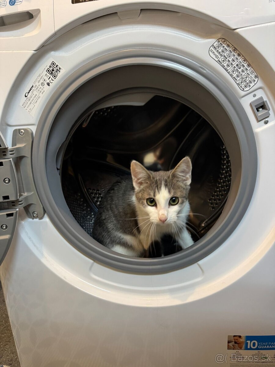 Stratil sa kocúrik Leo v Nitre - 2