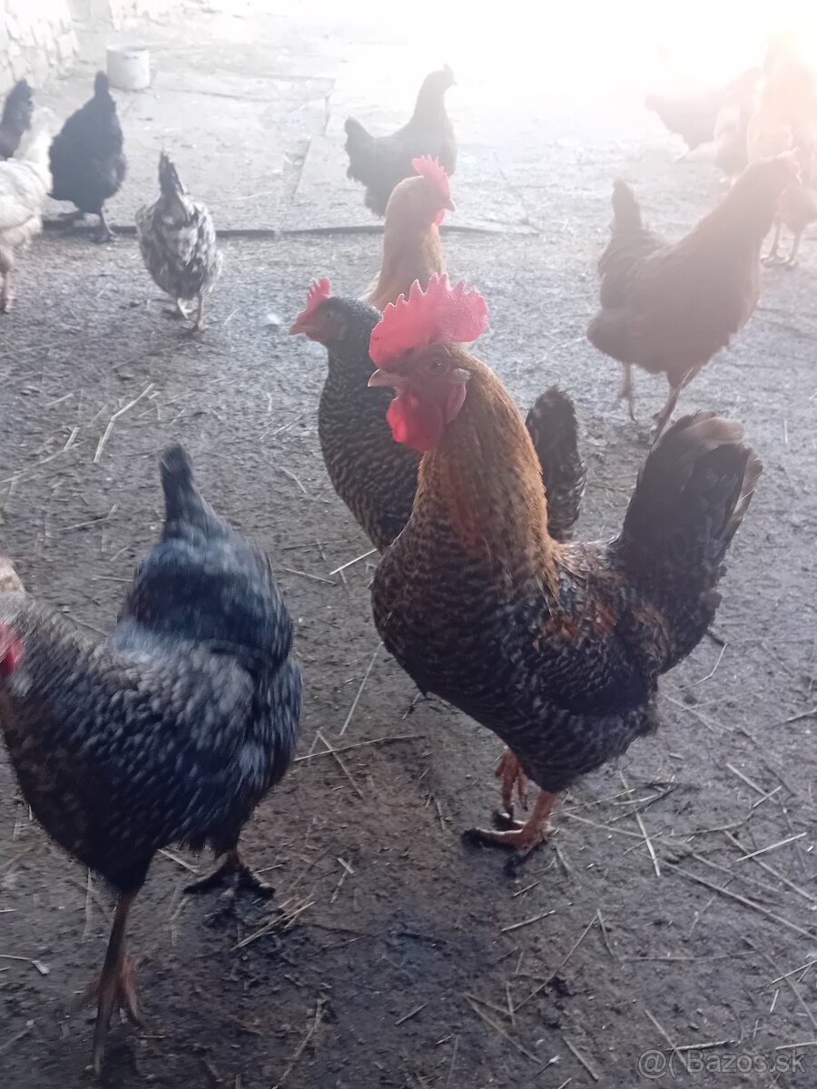 Kohút- domáci mix - 2