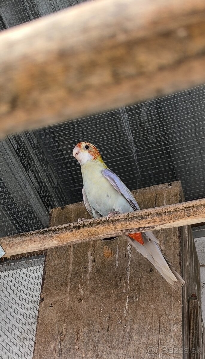 Rozela zltohlava škorica samec 2025 - 2