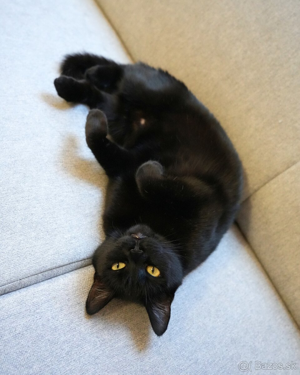 Mačička HILDA hľadá domov - 2