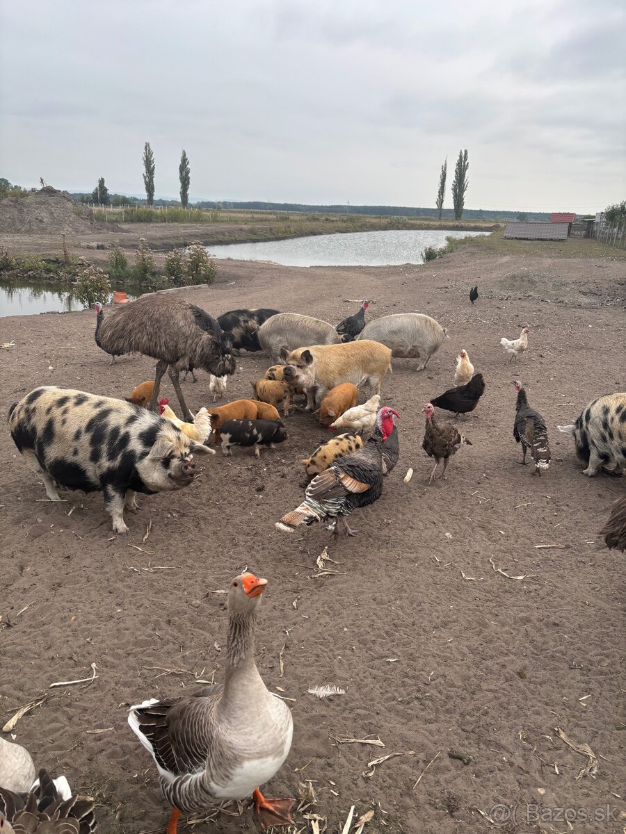 predam Kune Kune - 2