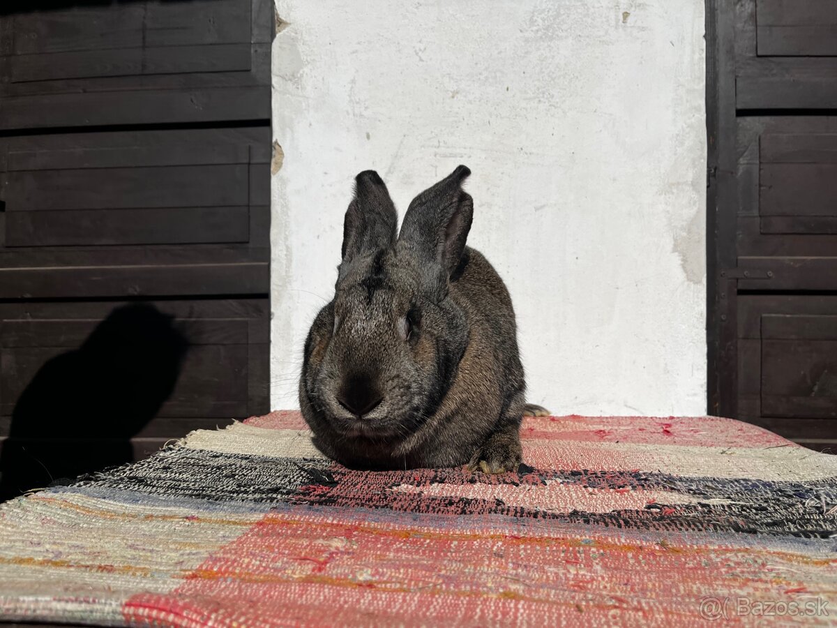 Belgický obor-3.Samička - 2