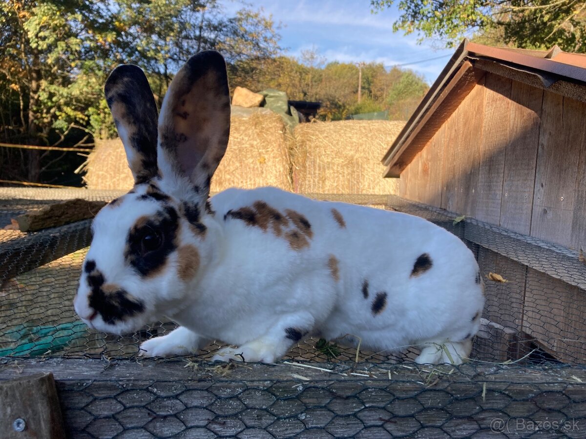 Rex dalmatínsky - 2