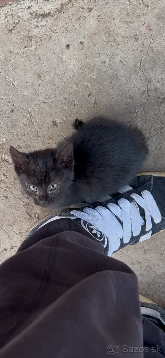Darujem krásne mačiatko - 2