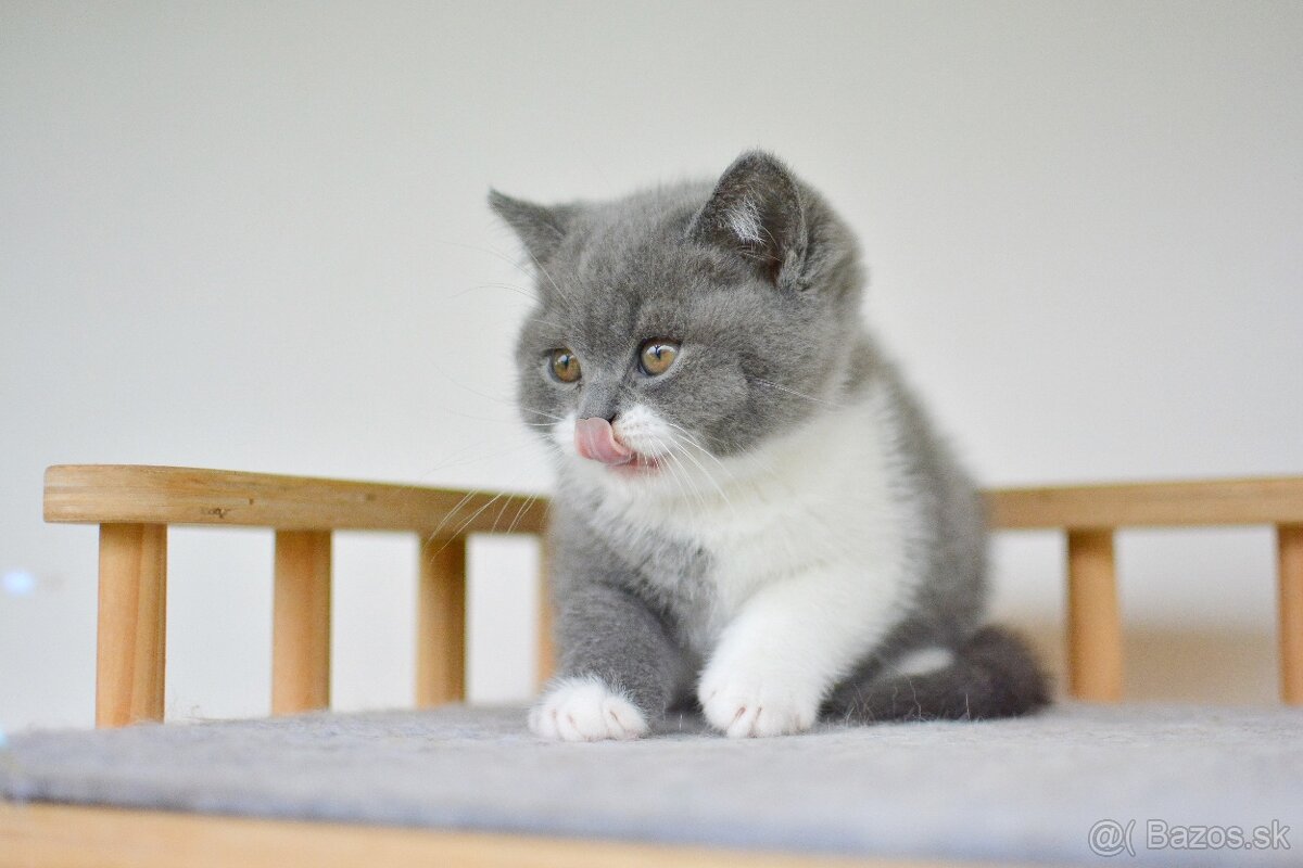 Britský kocúrik s PP - 2