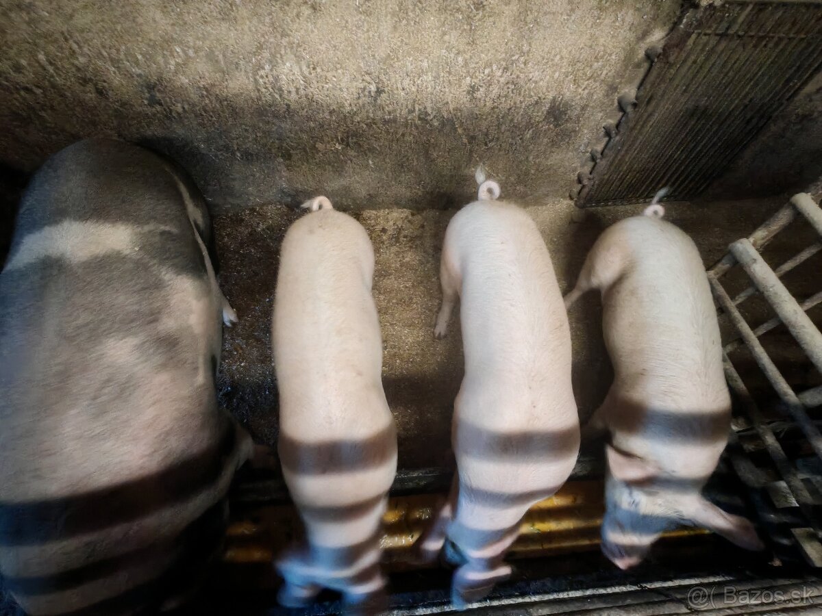 Prasatá, ošípané na predaj - 2