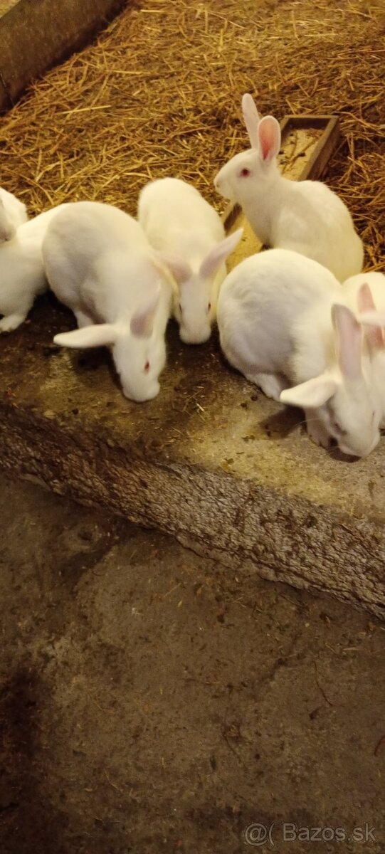 Predám Pannónia zajace - 2