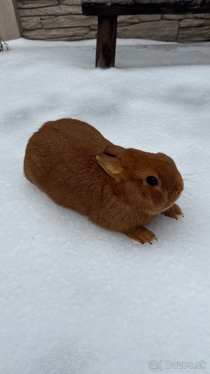 Zákrslý králik❤️ - 2