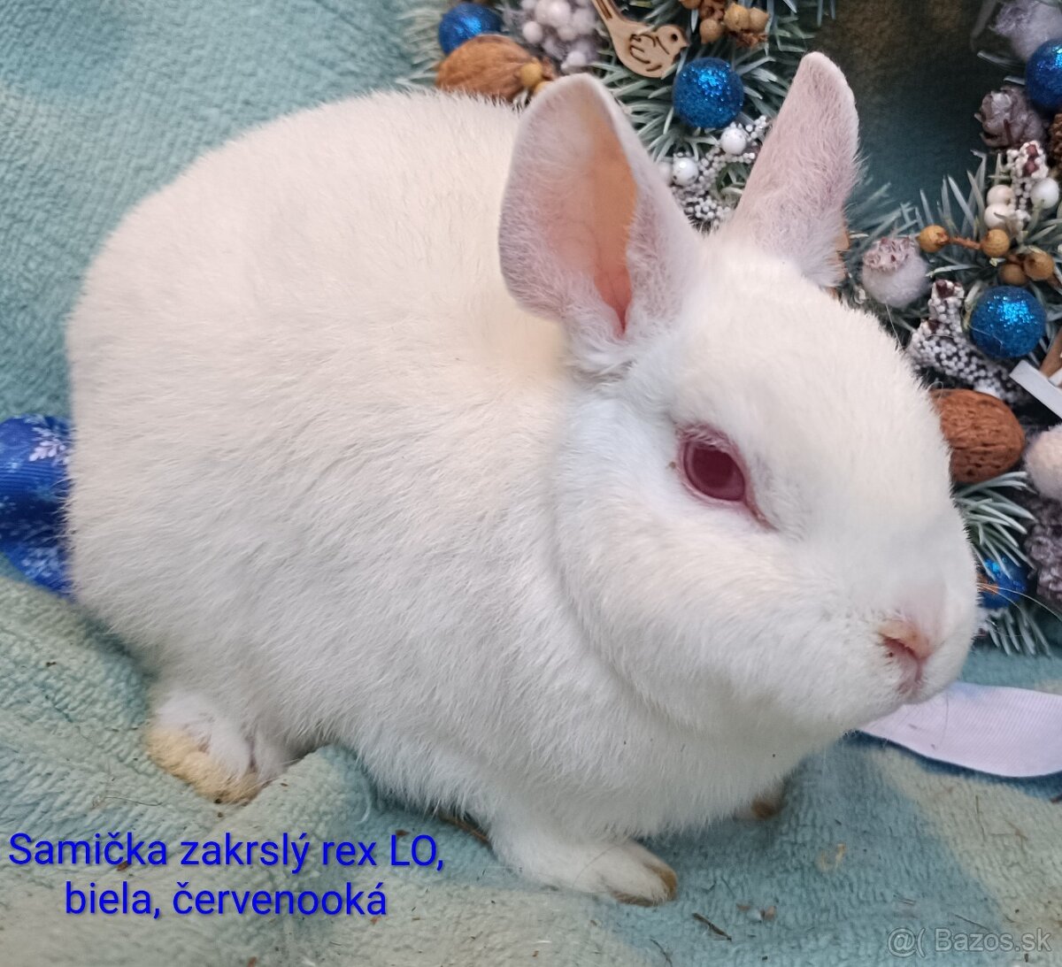 Zakrslý rex LO s VP - samička biela červenooká - 2