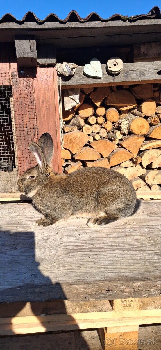 Predaj králikov - 2