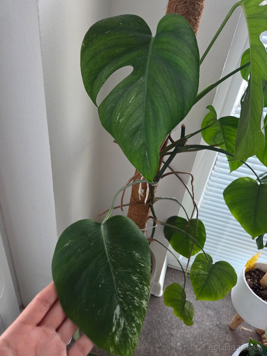 Predam Monsteru albo variegata - 2