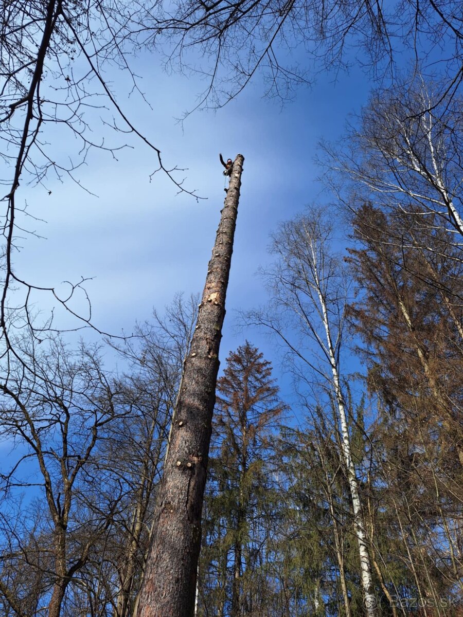 Rizikový výrub - 2