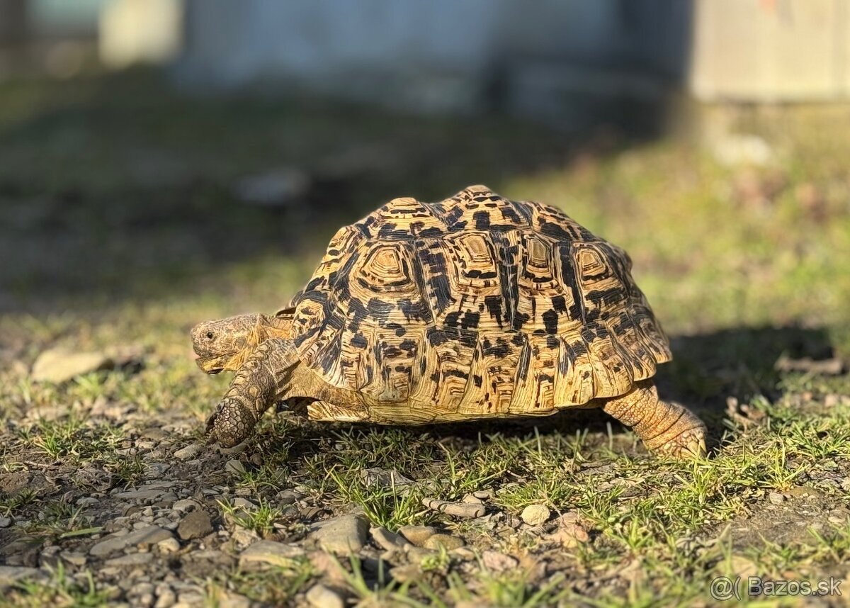 Korytnačka leopardia (Stigmochelys pardalis) - 2