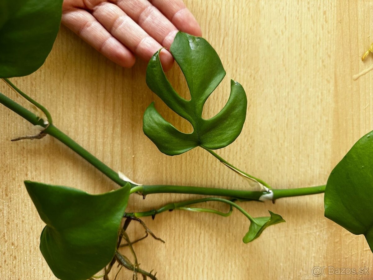 Mini Monstera - 2