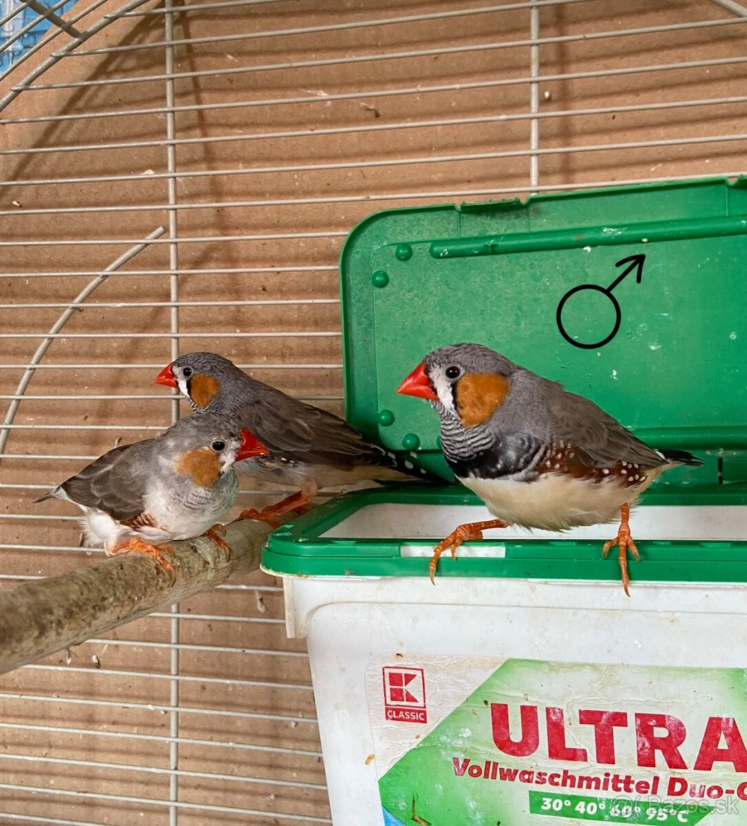 Zebričky austrálske - 2