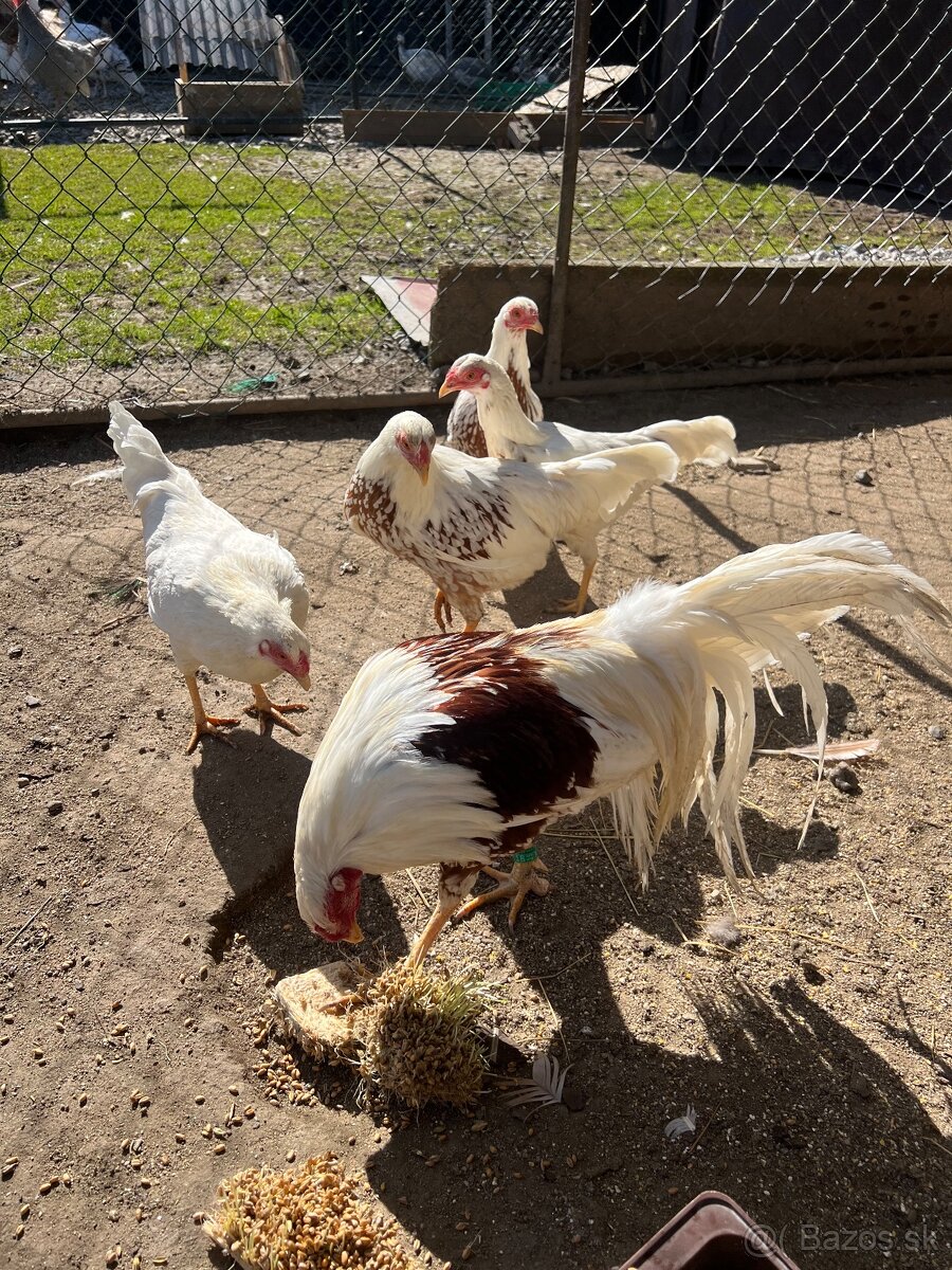 NV yokohama červenosedlatá - 2