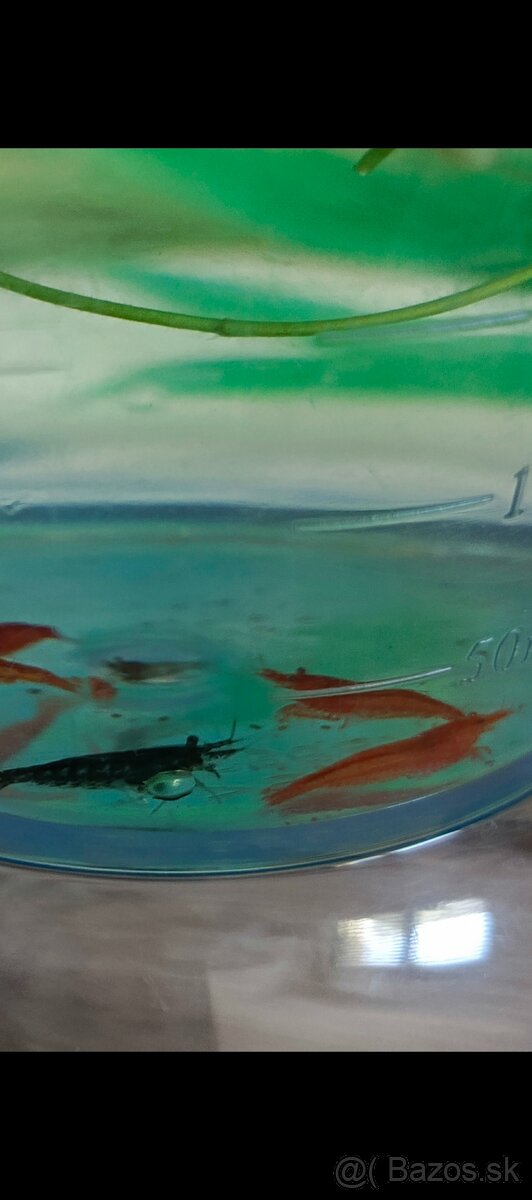Krevetky Neocaridina - 2