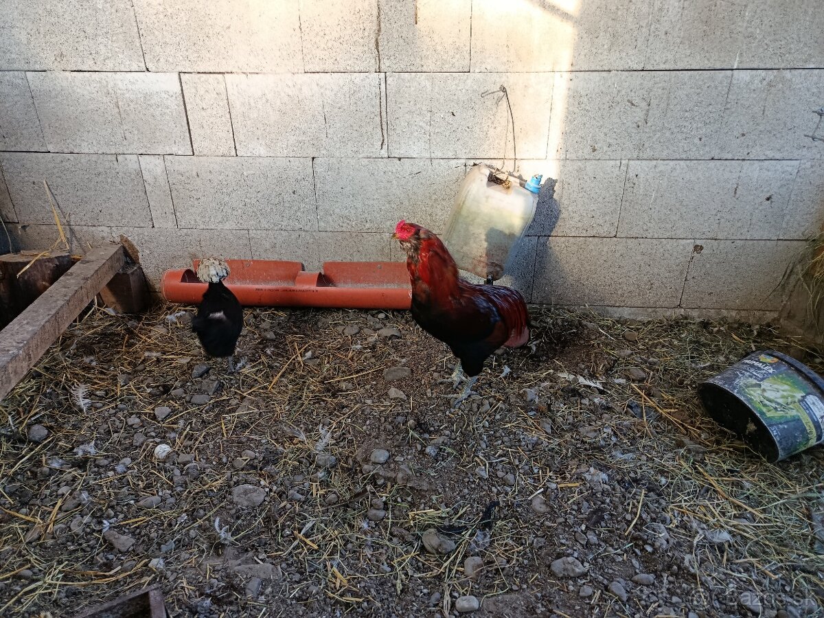 Araucana - 2