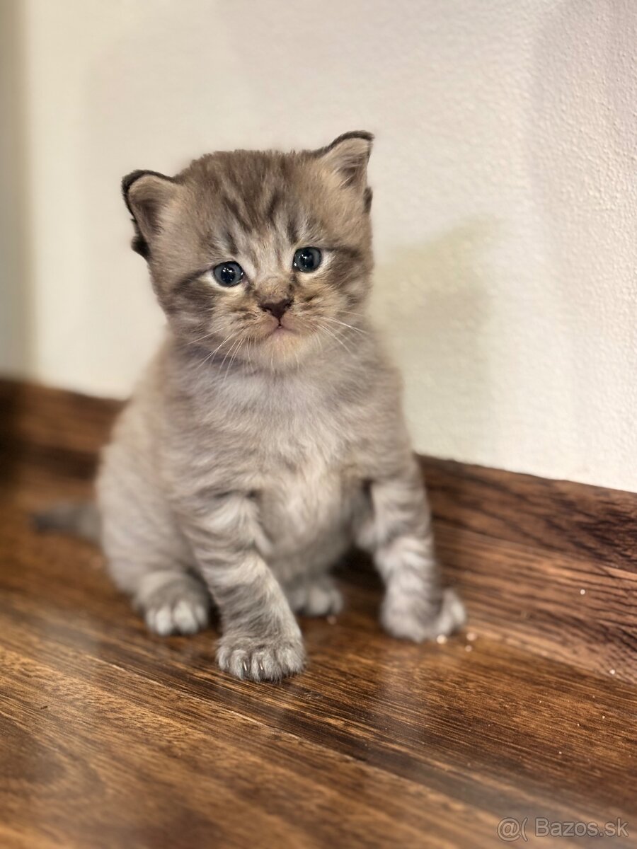 Maine coon - 2