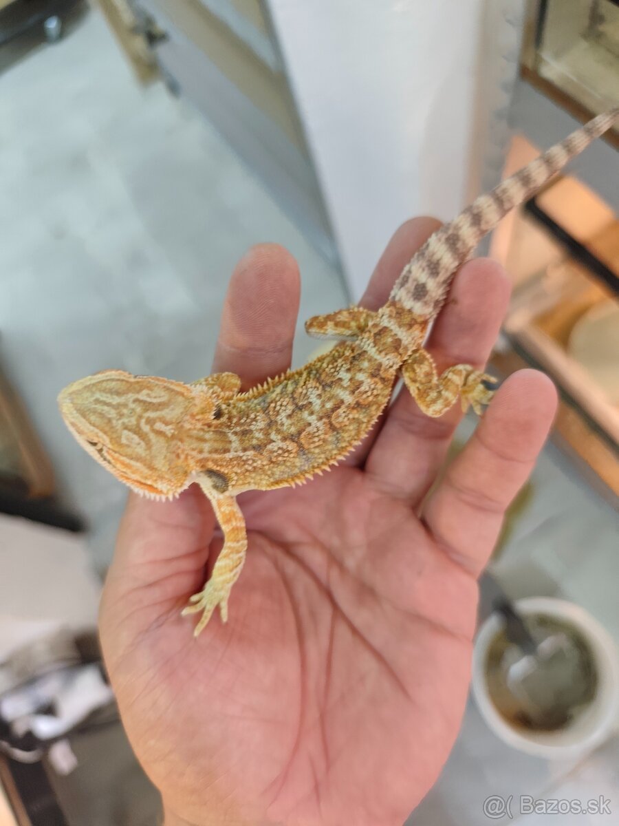 Agama bradatá - 2