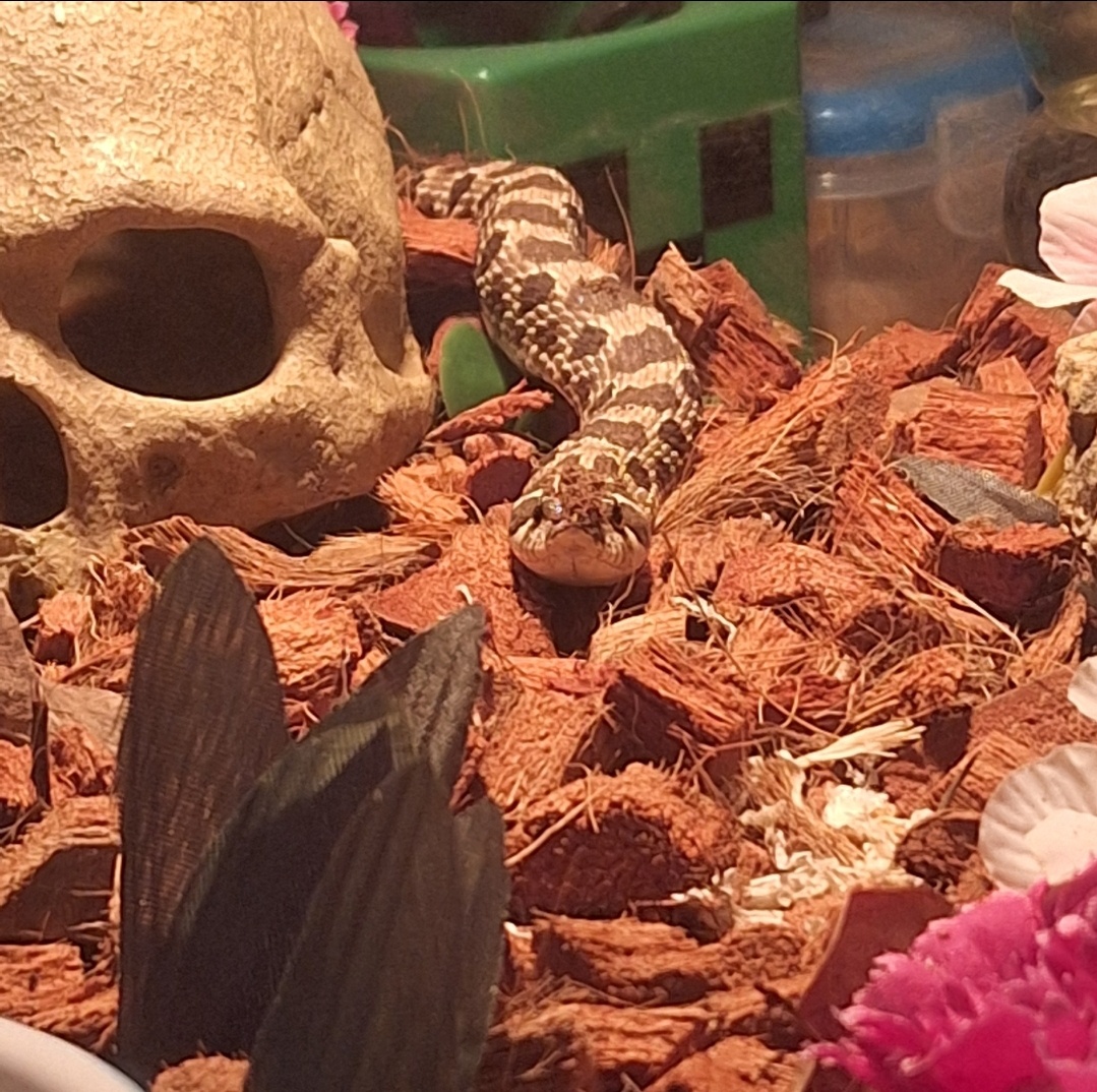 Western Hognose had - 2