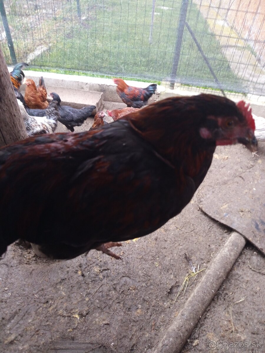 Predám mladého kohúta - 2