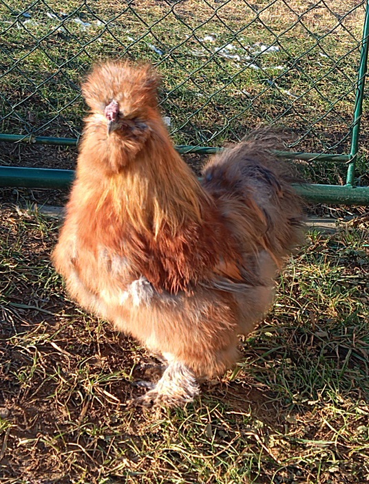 Hodvábničky kohúti - 2