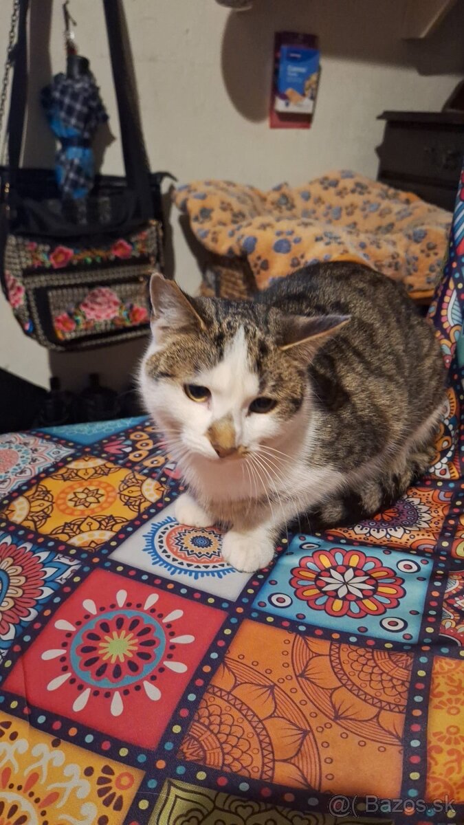 Darujeme kocúrika Fliačika - 2