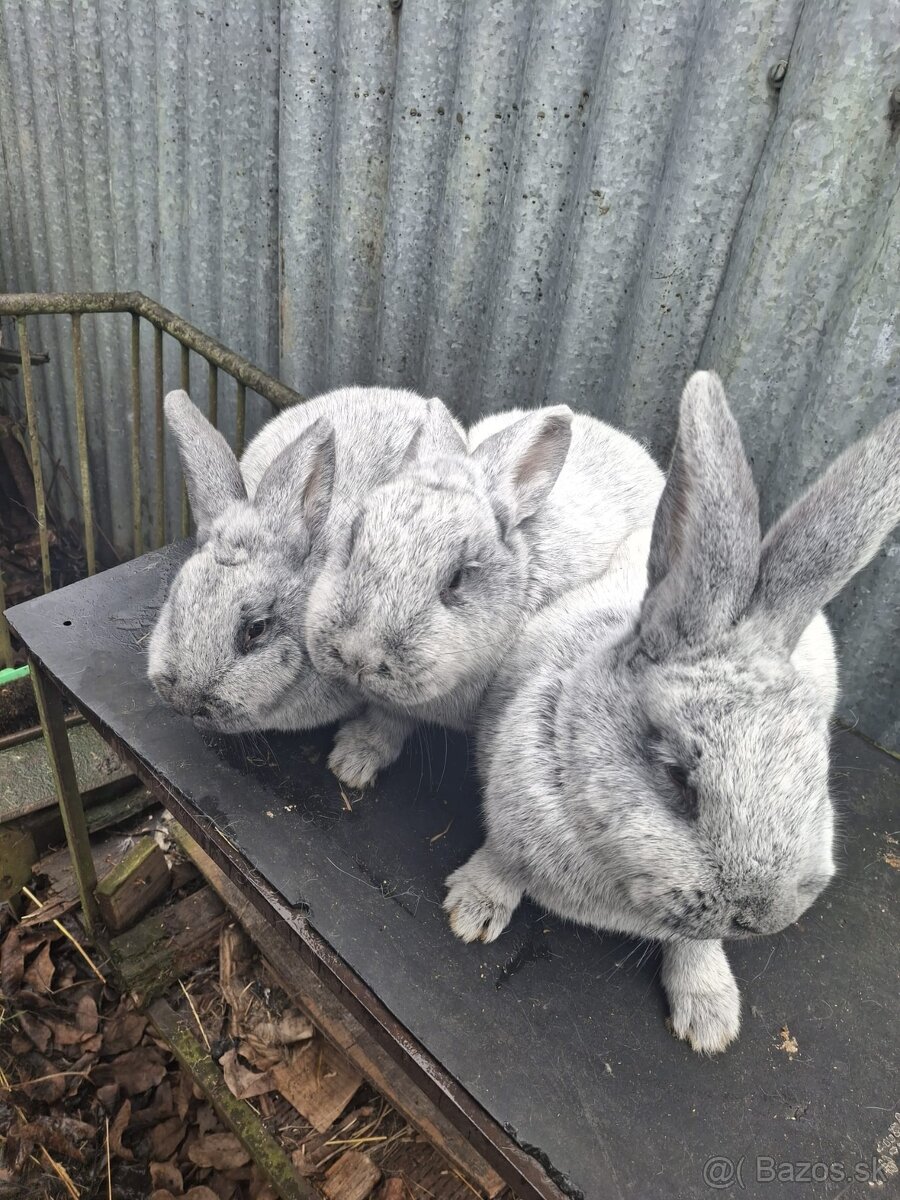 VSS králiky - 9mesiacov - 2