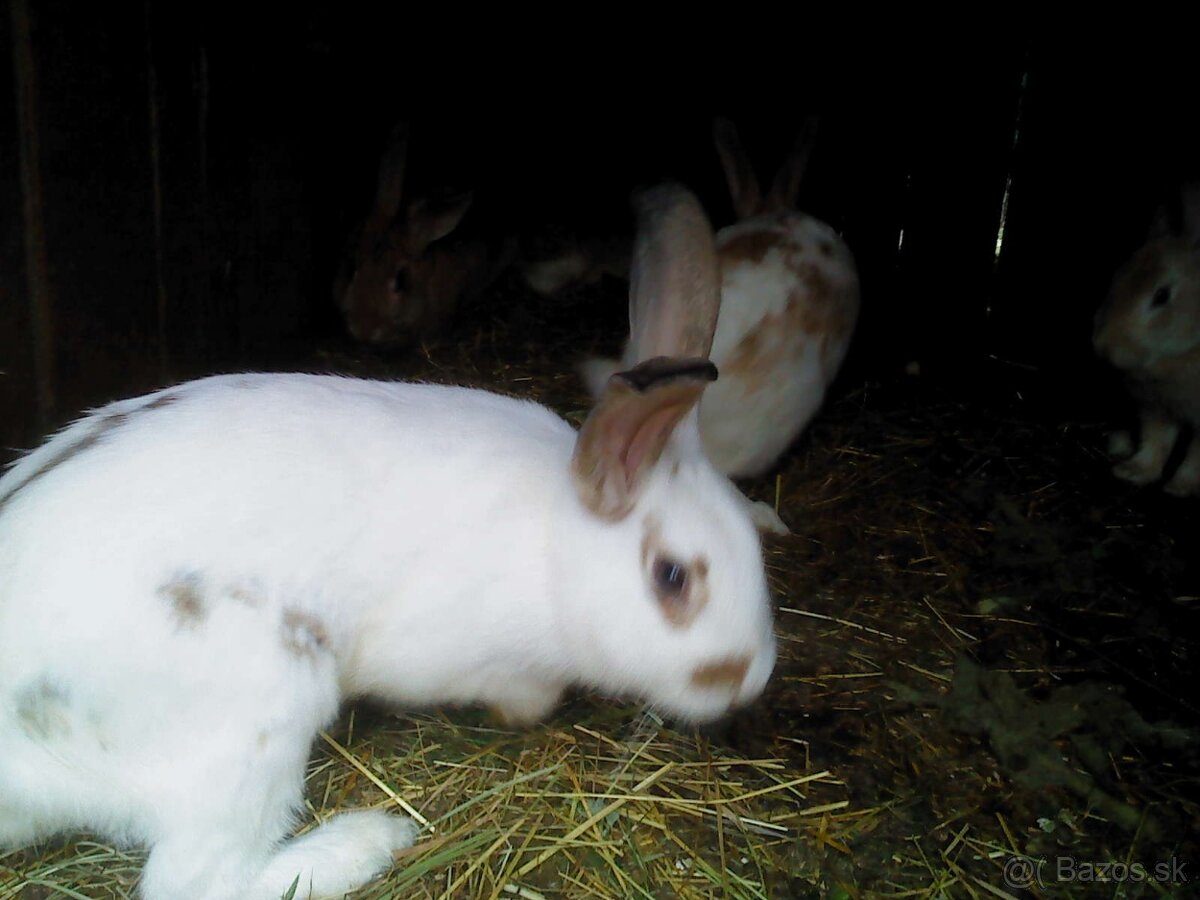 Predam zajace. - 2