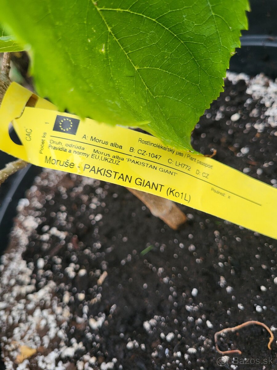 Moruša Pakistan Giant - 2