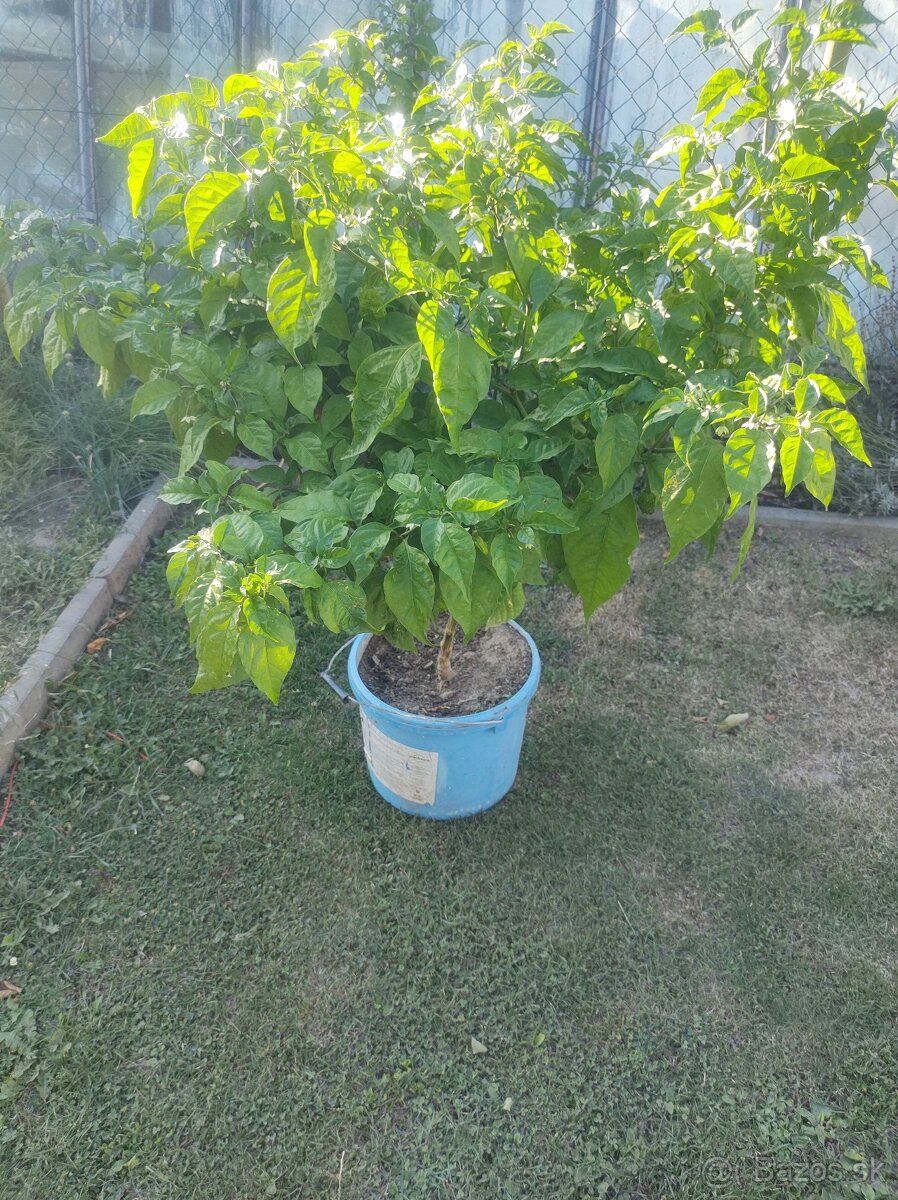 Carolina Reaper + čerstve plody - 2