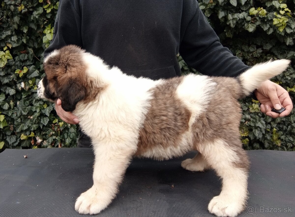 Moskovský strážny pes - 2