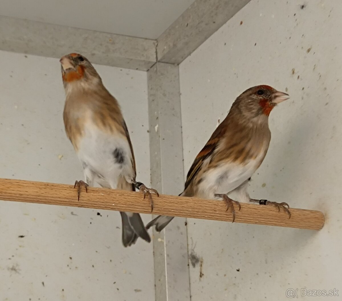 Červená achátová mozaika - 2