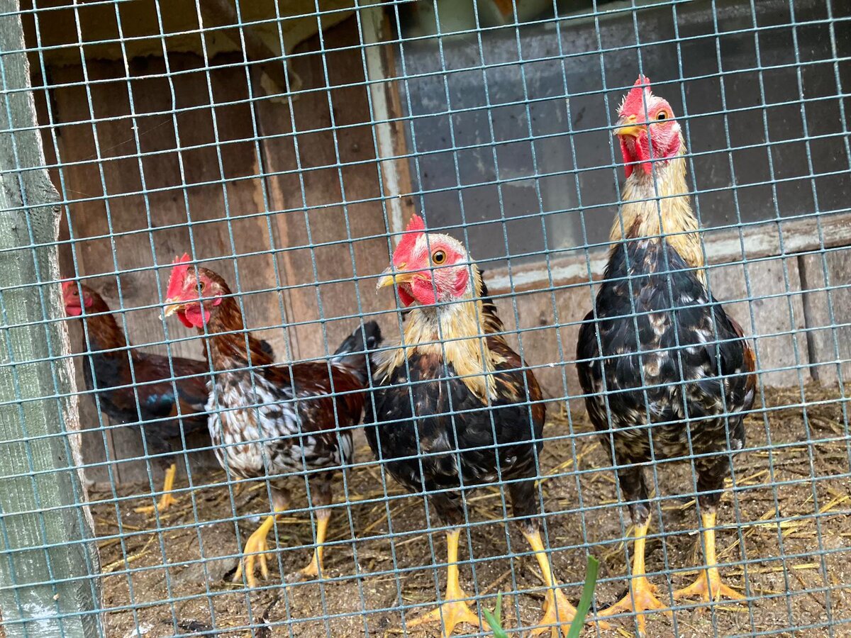 Velsumka zdrobnela - 2