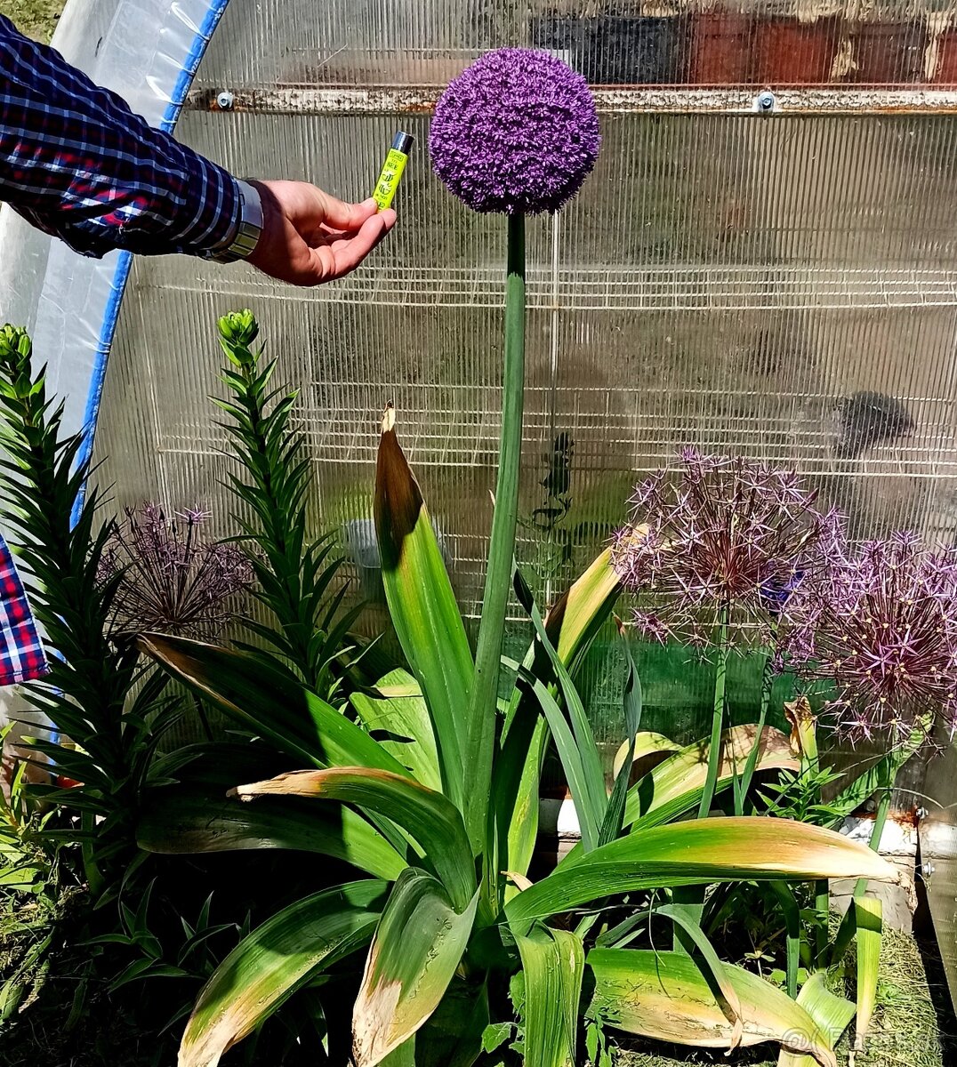 Okrasný cesnak Ambasador do 150 cm - 2