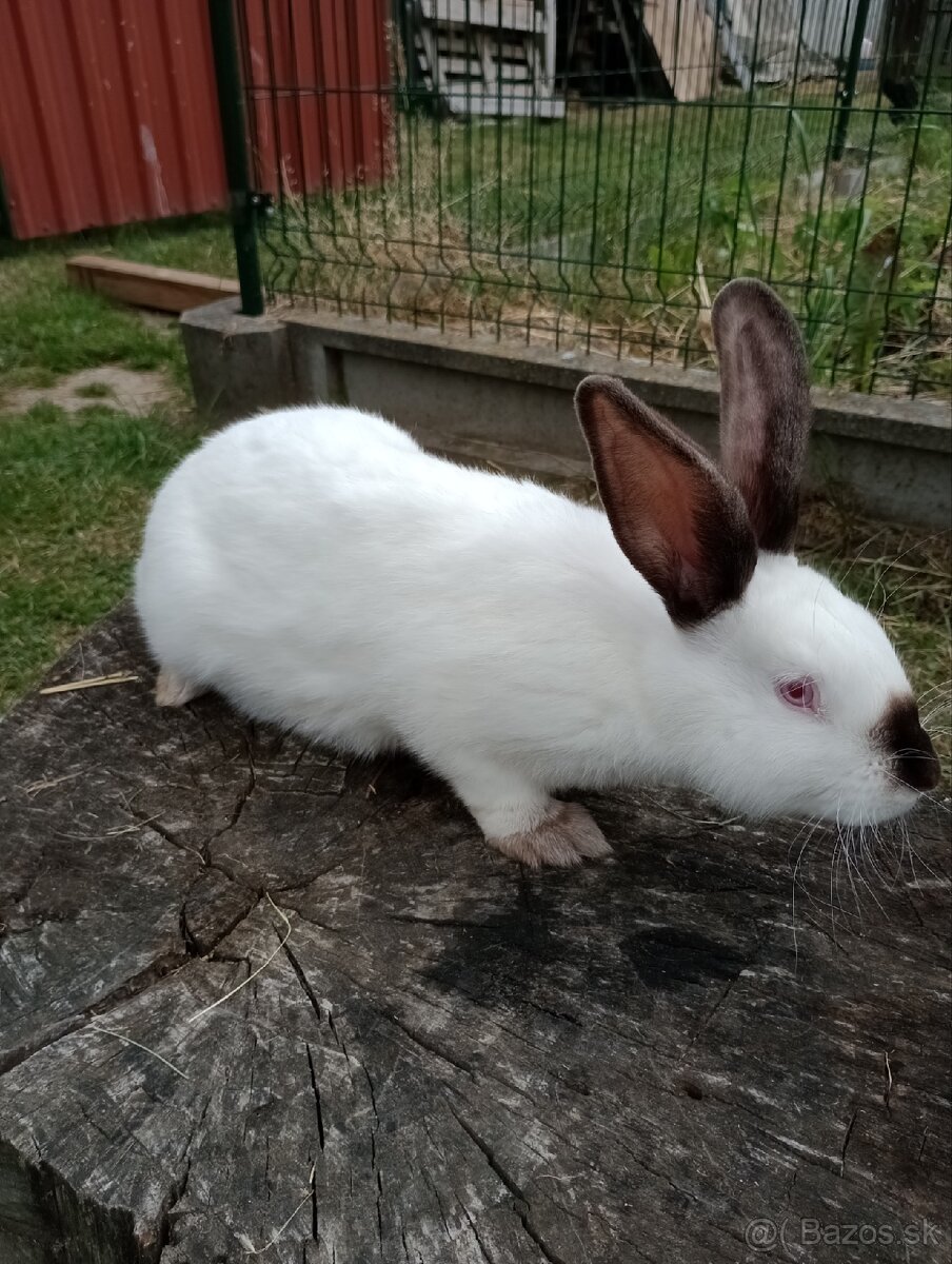 Predam zajace - 2