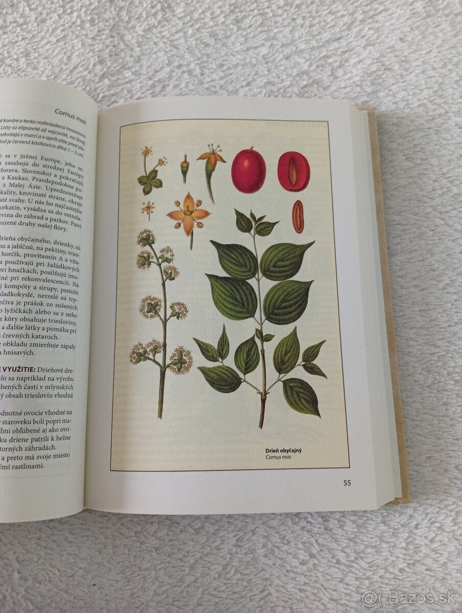 Herbár - Stromy a kry - 2