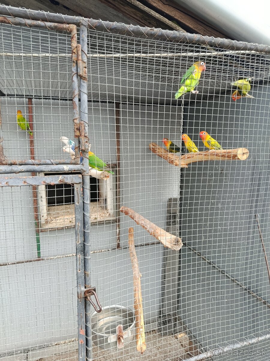 Predám agapornisov - 2