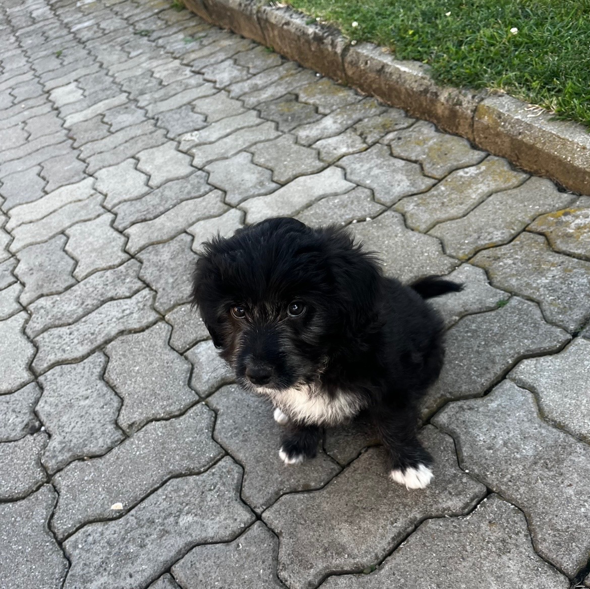 Darujem šteniatka - 2