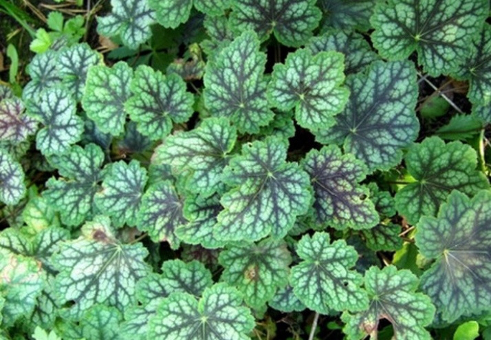 Heuchera- zelenolistá aj bordová - 2
