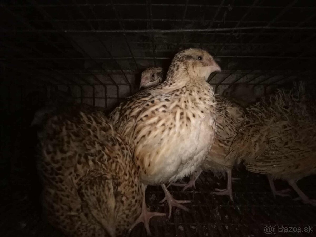 Japonske prepelice - 2