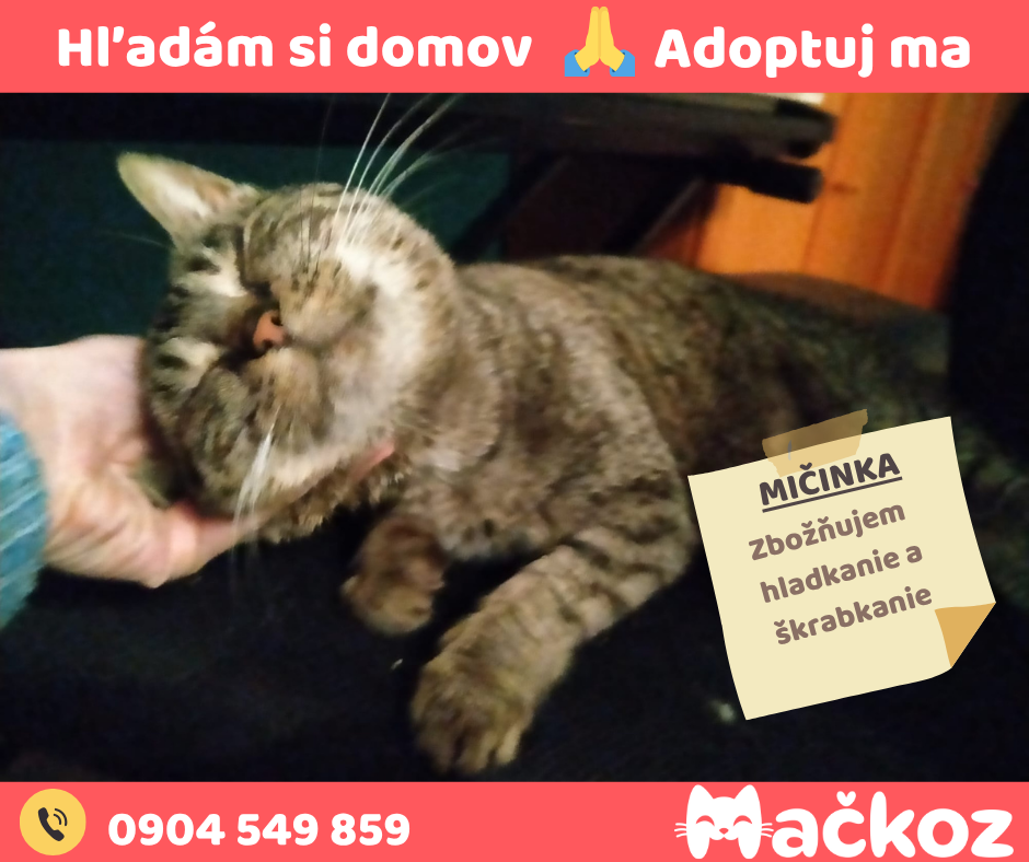 MIČINKA - Darujem mačku / Darujem mačičku - 2