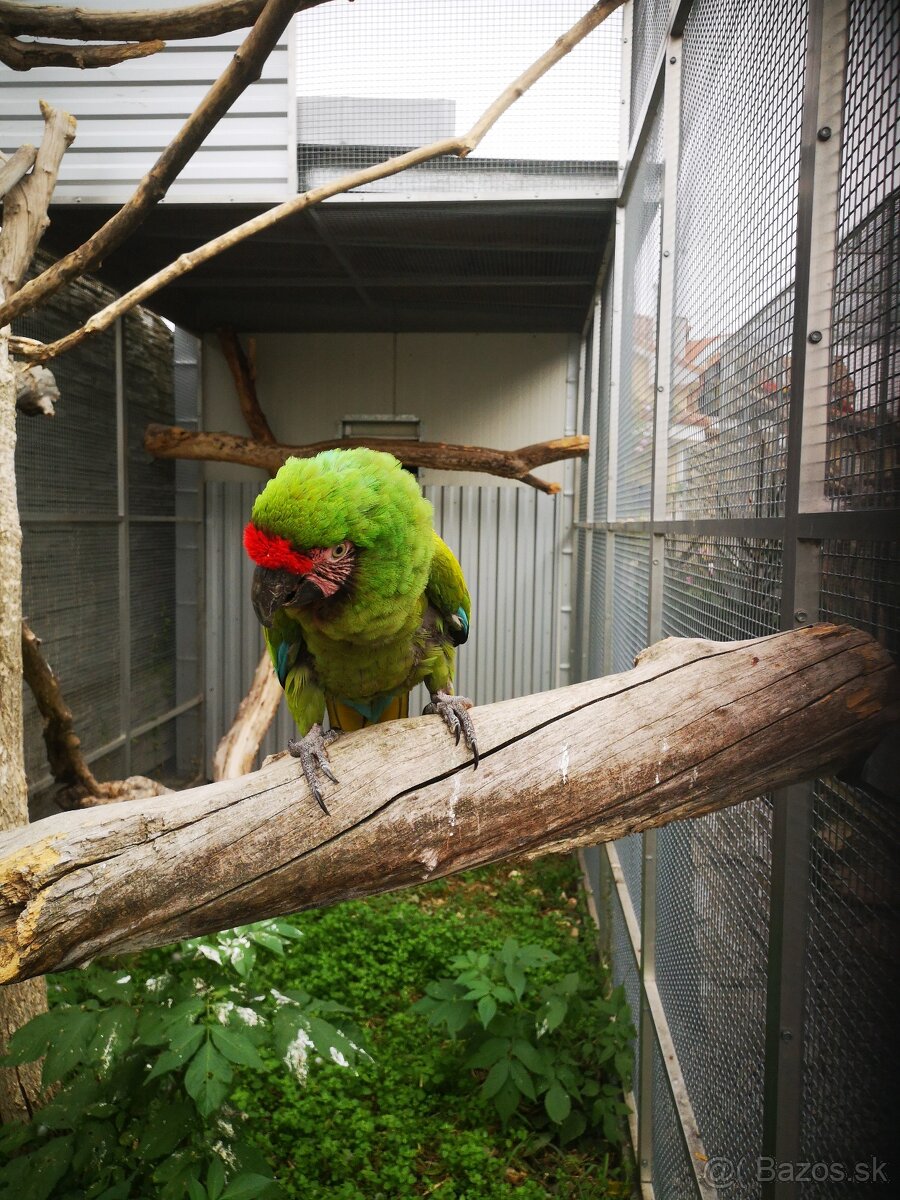 Ara vojenská MILITARIS - 2