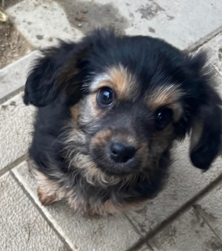 Šteniatko- yorkshire, jazvečík - 2