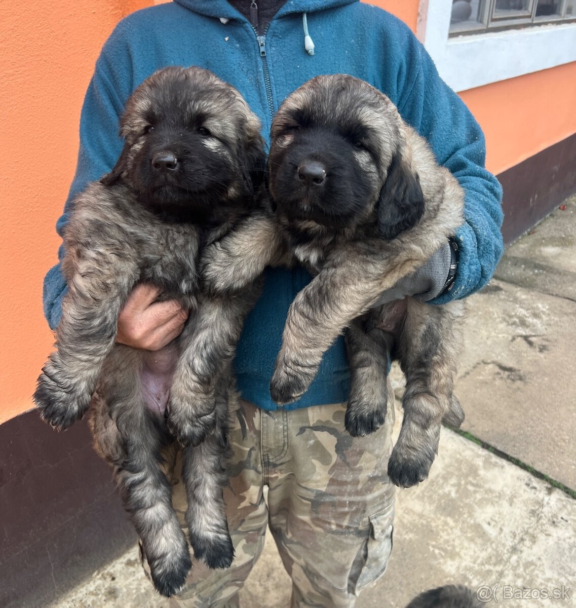 Šteniatko Kaukaz - 2