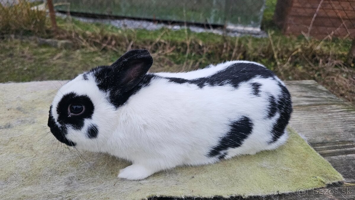 Zdrobnený strakáč čierny 1.0 - 2