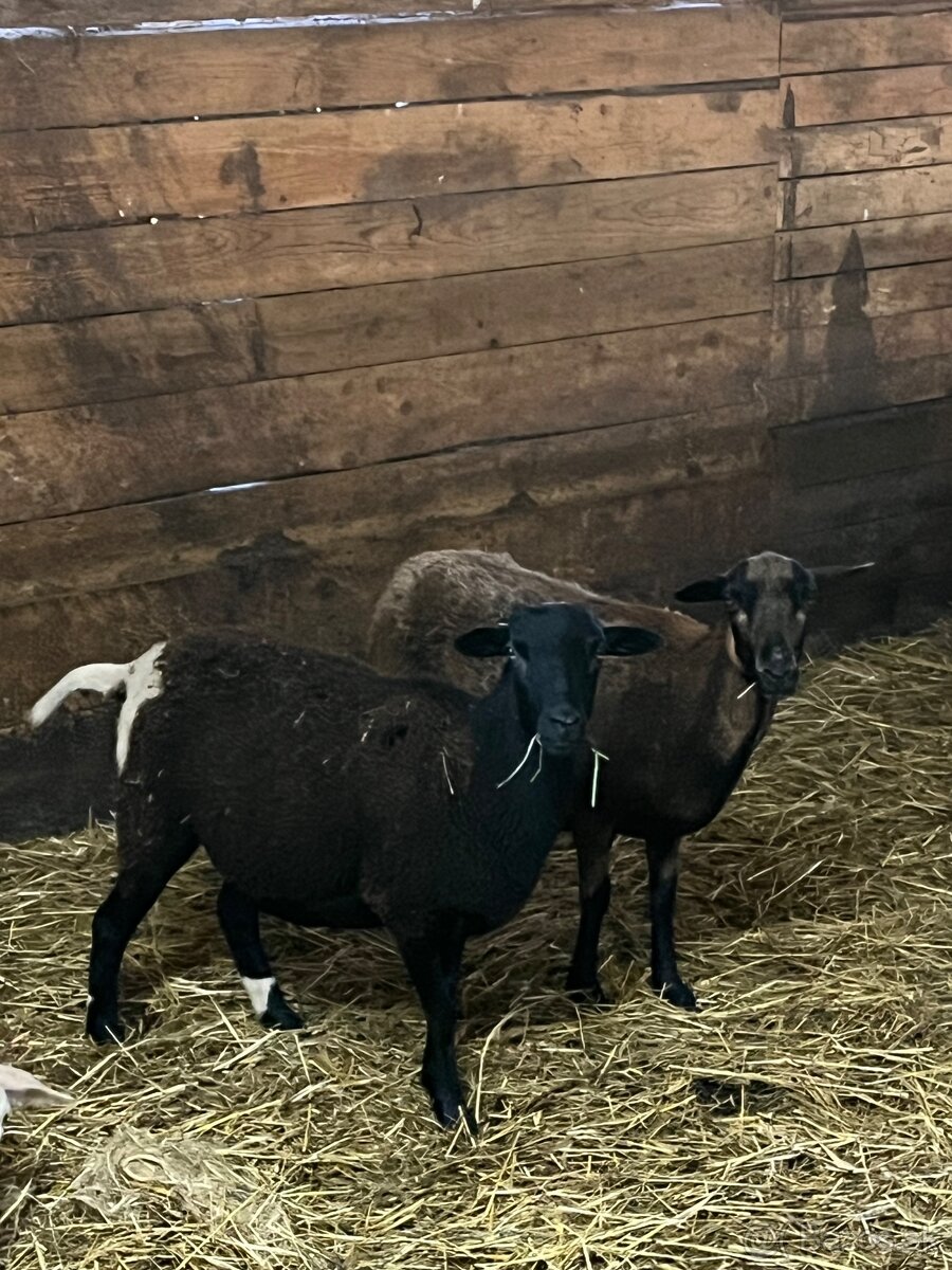 Kamerunské ovce - 2