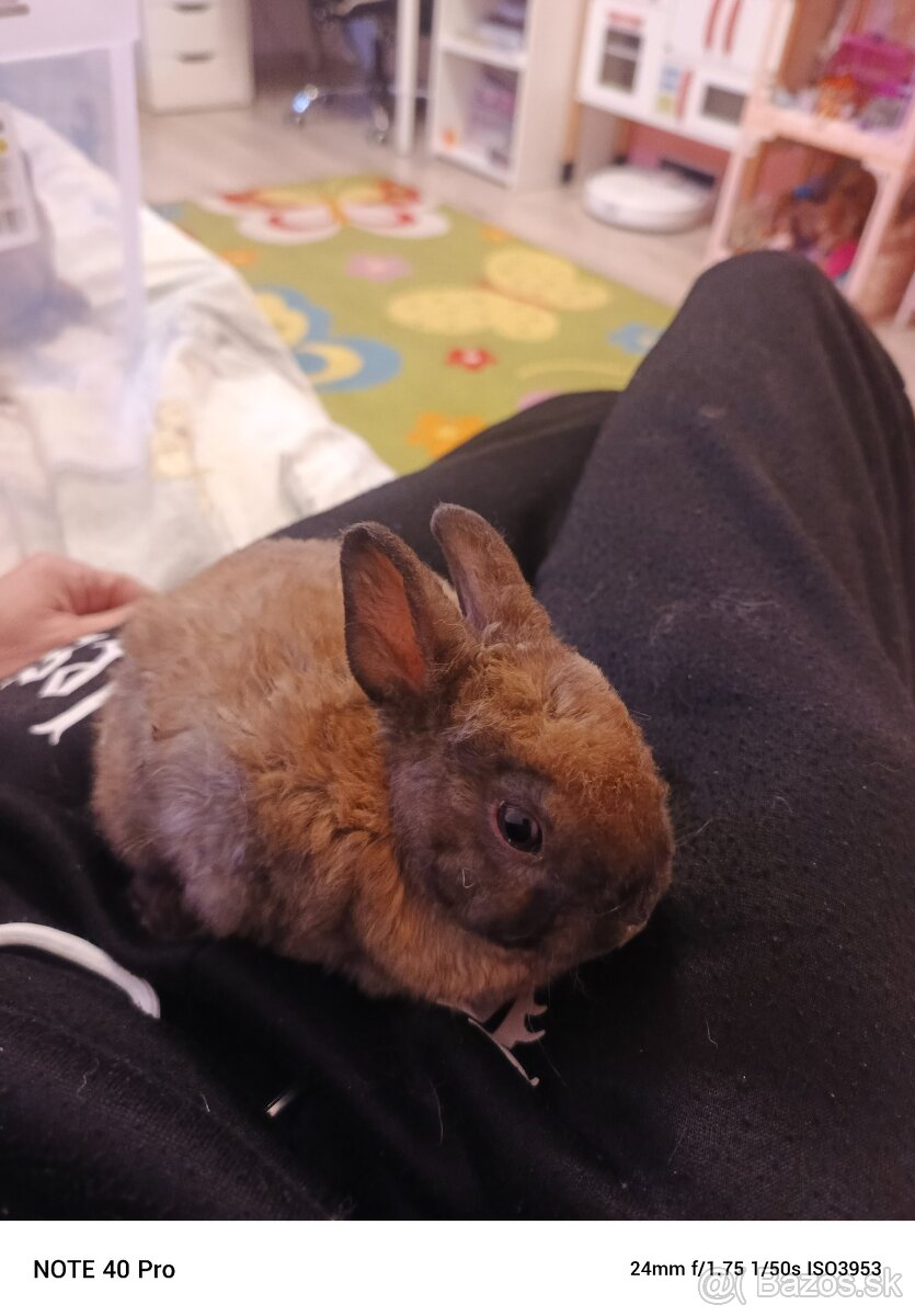 Zakrsle zajačiky - 2